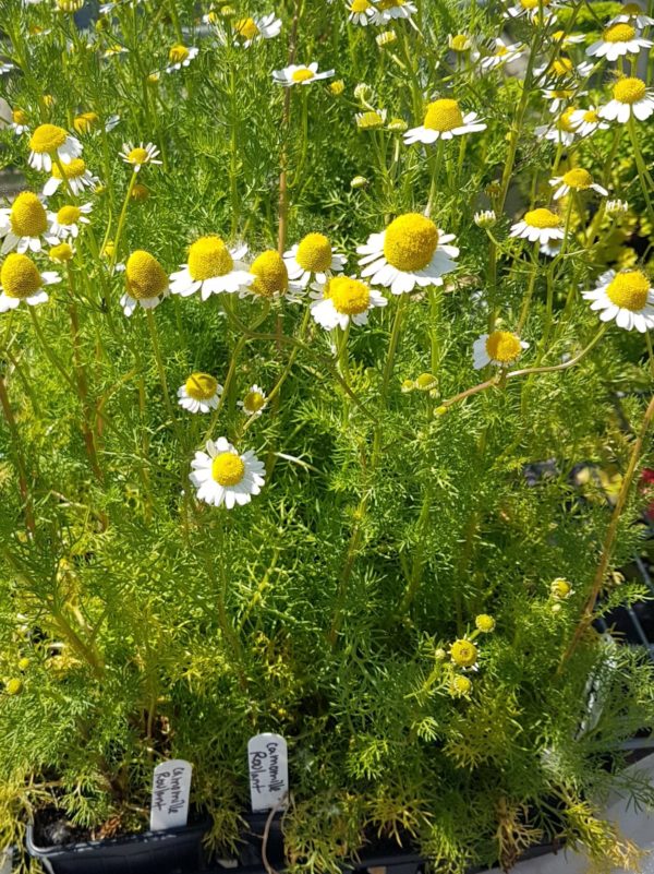Camomille Santropol Roulant