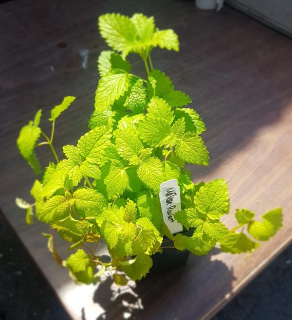 Mélisse Santropol Roulant