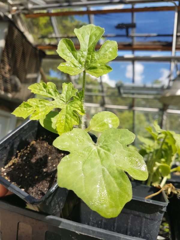 Melon 'sugar doll’ Santropol Roulant