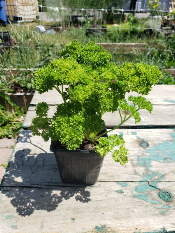 Persil frisé Santropol Roulant
