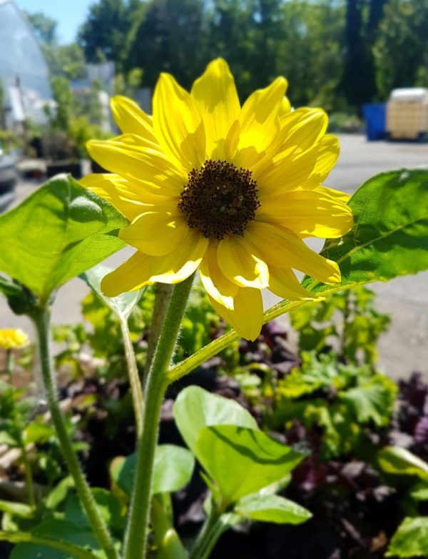 Tournesol Santropol Roulant