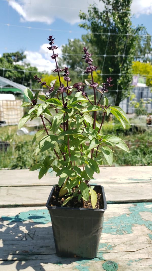 Basilic thai Santropol Roulant