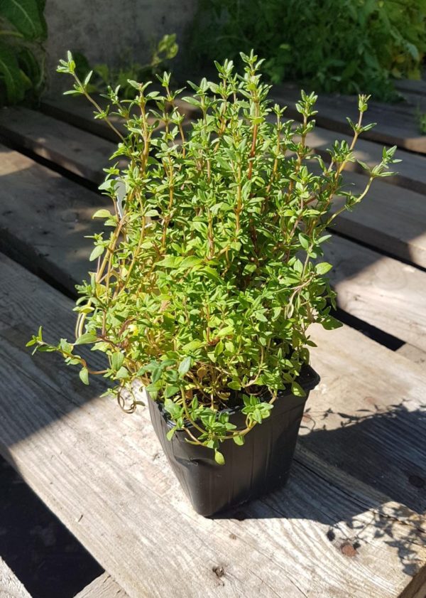 Thym Santropol Roulant