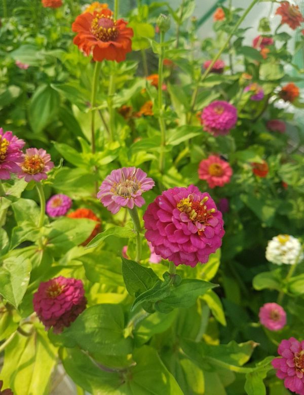 Zinnia Santropol Roulant