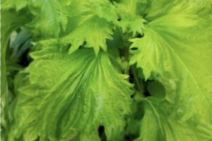 Shiso - Aojiso, Green