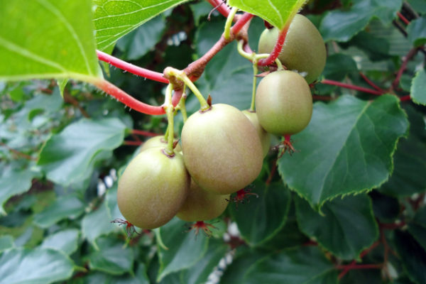 Kiwi Arctic - Male