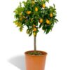 Kumquat – Image 2