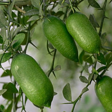 Citron caviar ou Finger Lime: Caractéristiques, avantages et recettes