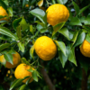 Yuzu Orange – Image 2