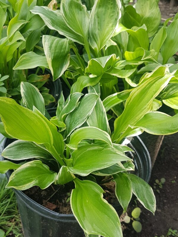 Hosta - assorties - 2 gallons