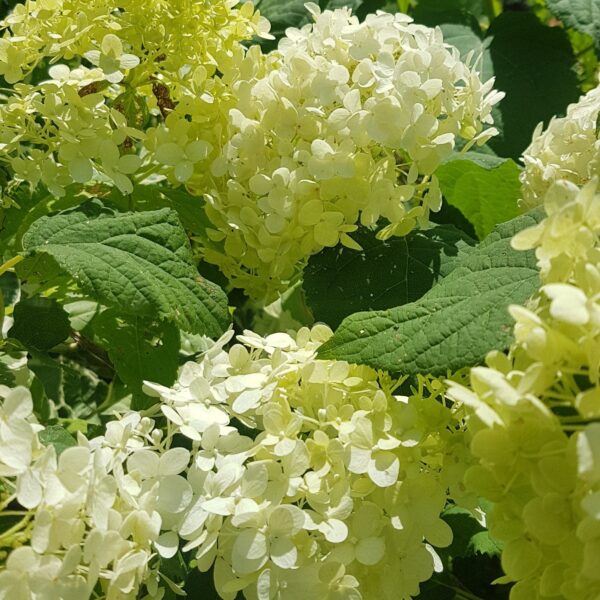 Hortensias - Assortis - 10 gallons