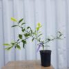 Kumquat – Image 3
