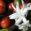 Plante de café (variété Arabica) – Image 2