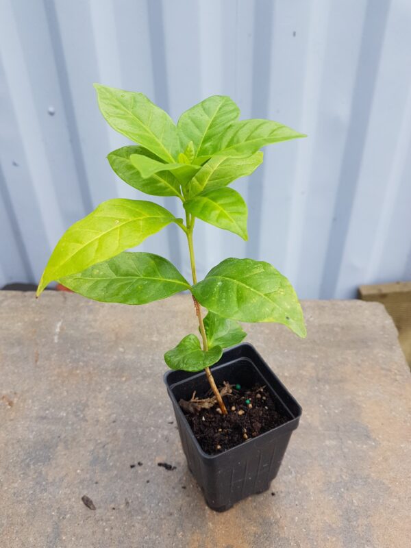 Plante de café (variété Arabica)
