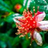 Feijoa (Goyave à l'Ananas) – Image 3