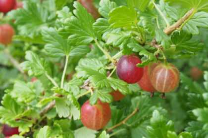 Groseille à maquereau - Captivator