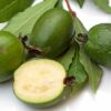 Feijoa (Goyave à l'Ananas) – Image 2