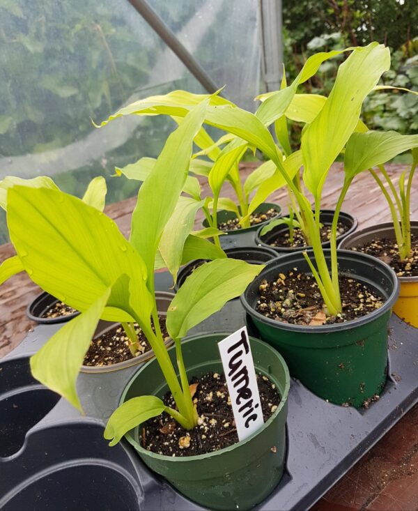Curcuma