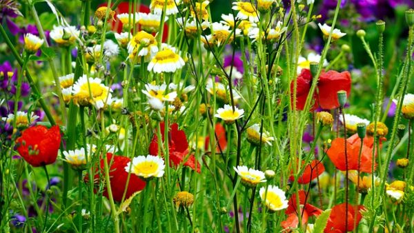 Mélange de Fleurs de Miel