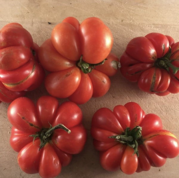 Tomate - Reistomate
