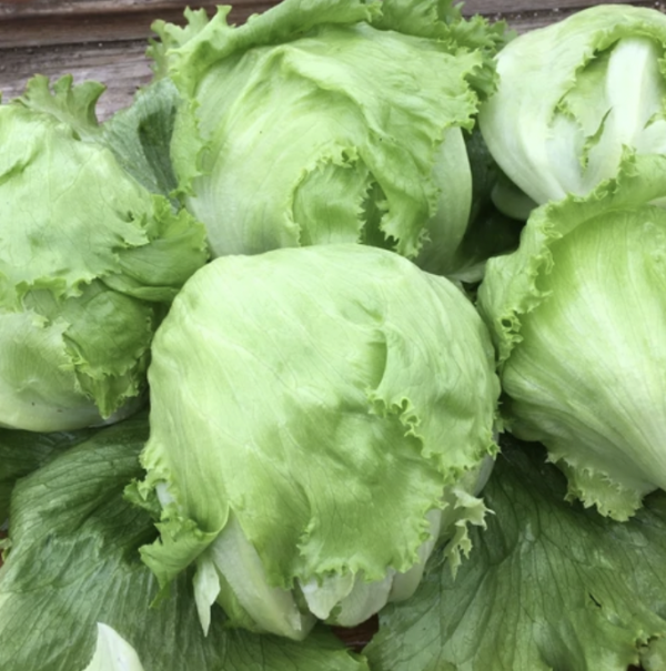 Laitue - Crispino Iceberg