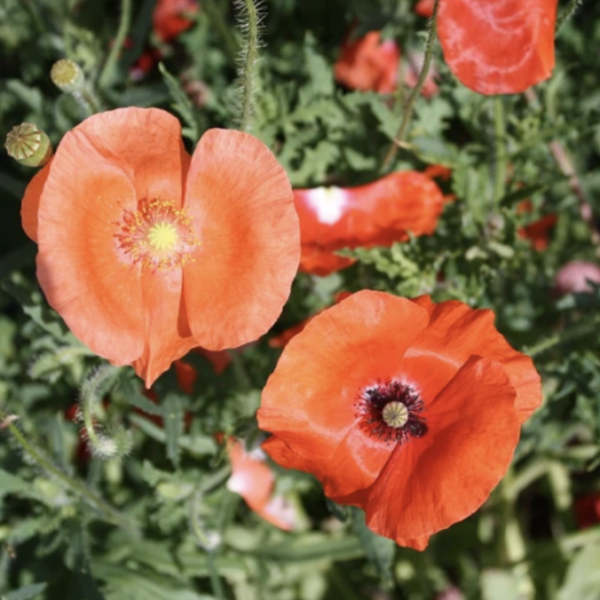 Coquelicot Mélangés