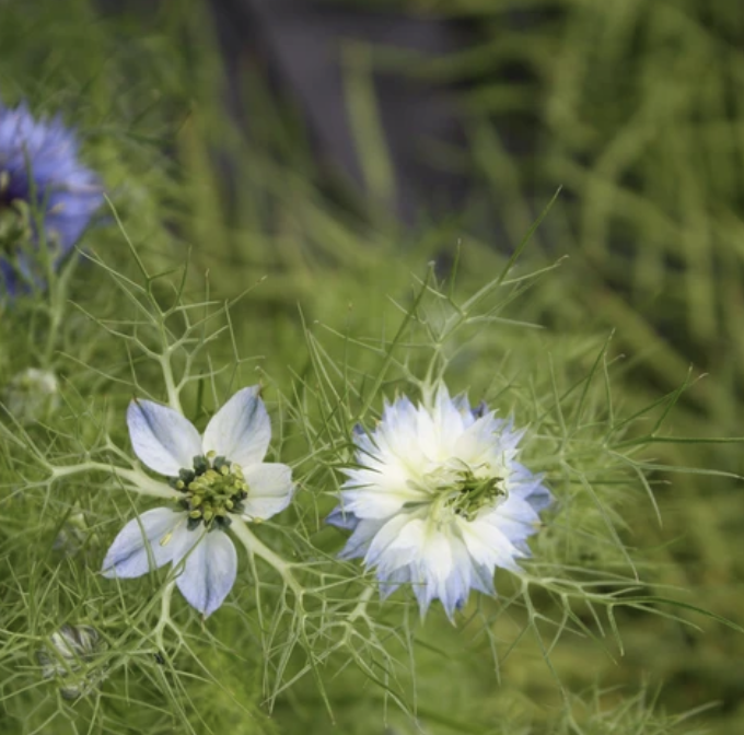 Nigelle de Damas 'Love in a Mist' (plant BIO) – Enracinés