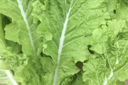 Chou Chinois - Tokyo Bekana