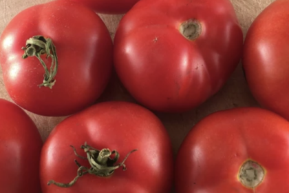 Tomate - Québec #13