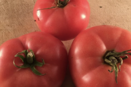 Tomate - Mac Pink