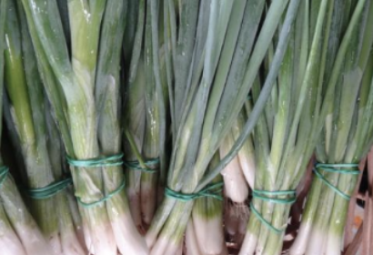 Échalotte Vert - Parade