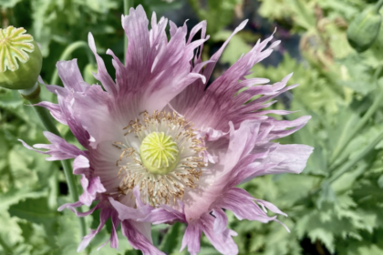 Coquelicot Mélangés