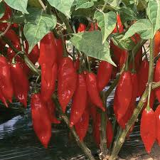 Piment fort rouge 500g فلفل حار أحمر 