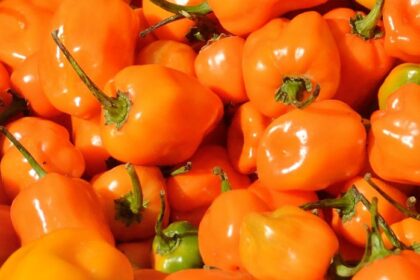 Piment Fort - Habanero
