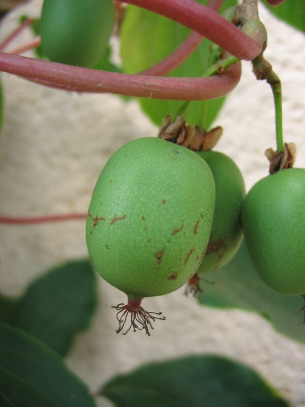 Kiwi - Anna (Arguta Femèle)
