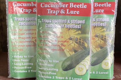Piège et leurre pour les scarabées du concombre