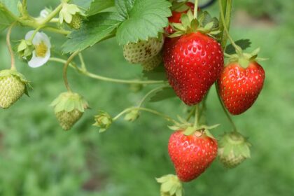 Fraise - Albion