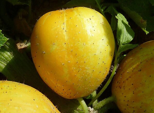 Ripe crytal apple cucumber