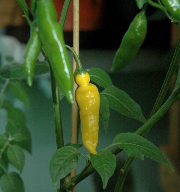 Ripe Lemon drop hot pepper