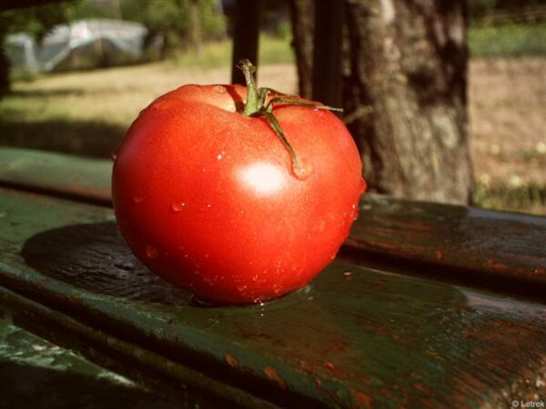 Picked moneymaker tomato