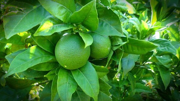 Lime - Persane