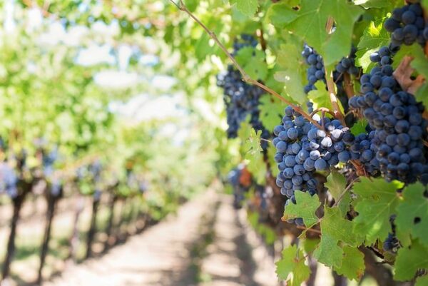 Vigne raisin - Petite Perle