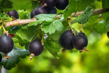 Groseille à maquereau - Ribs Josta