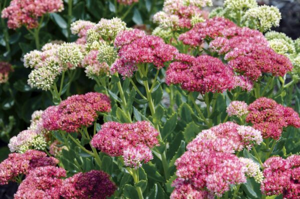 Sedum Stonecrop - 2 gallons