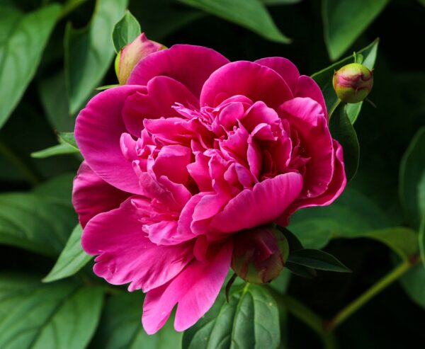 Pivoine