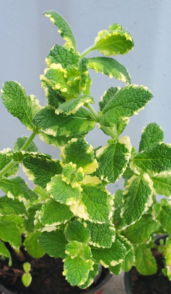 Pineapple Mint