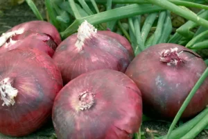 Oignon rouge - Red Spring