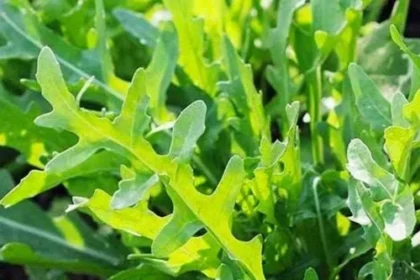 Roquette sauvage - Sylvetta