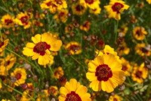 Field of yellow coreopsis hohes