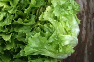 Two heads of scarole coral lettuce leaning against eachother